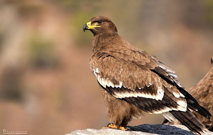 Steppe Eagle